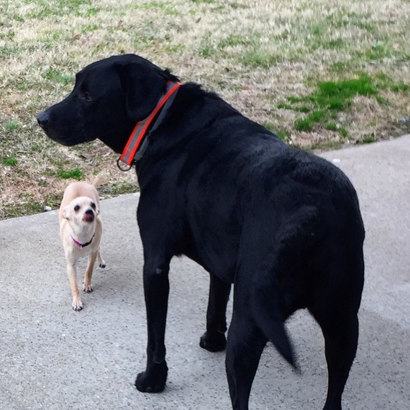 Meet your Posher, Debbie - Picture 4 of 6